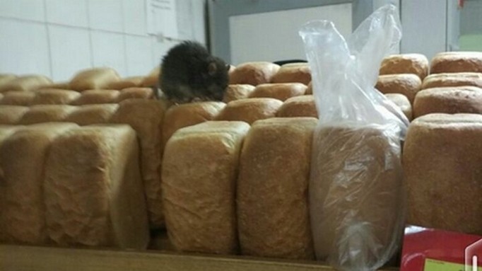 Крысы часто селятся в местах хранения хлебобулочной и другой пищевой продукции 