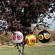 Комплект из 3 шаров с глазами хищника "Scare-Eye"