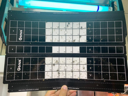 Клеевая пластина "Universal Easy Count TM" Brandenburg (Великобритания) Клеевая пластина "Universal Easy Count TM" Brandenburg (Великобритания)